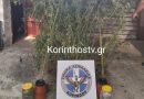 Κιάτο: Καλλιεργούσε χασισοφυτεία με 3 μέτρα δενδρύλλια στην αυλή του